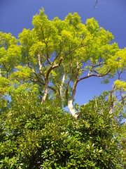 冬の楠木と青空