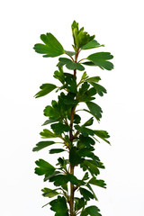 concept one and the same branch of black currant shot on a white background in spring during a period of leaf blooming outdoors in sunlight on April 12