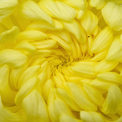 close up on the central of a yellow chrysanthemum flower
