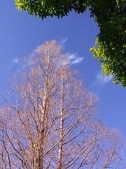 樟とメタセコイアの枯れ木