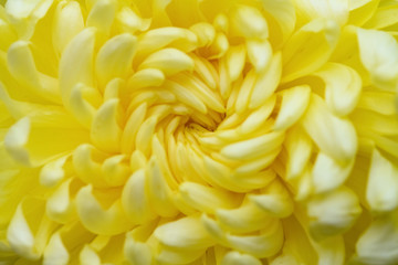 close up on the central of a yellow chrysanthemum flower