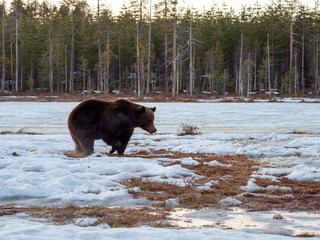 Female brown bear (Ursus arctos) in the snow. Finland. Near Russian border. Late Evening. 