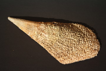 pinna nobilis, noble pen shells dry sceleton on black background