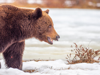 Female brown bear (Ursus arctos) in the snow. Finland. Near Russian border. Late Evening. 
