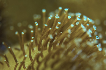 corals are very close