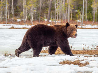 Female brown bear (Ursus arctos) in the snow. Finland. Near Russian border. Late Evening. 