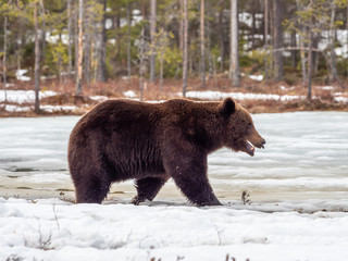 Female brown bear (Ursus arctos) in the snow. Finland. Near Russian border. Late Evening. 