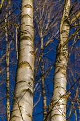 Obraz premium Birch forest in winter, Galicia. Spain.