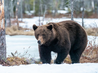 Fototapeta premium Female brown bear (Ursus arctos) in the snow. Finland. Near Russian border. Late Evening. 