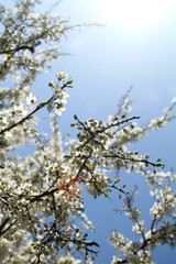 flowering tree on a background of blue sky and glare of sunlight. warm spring day