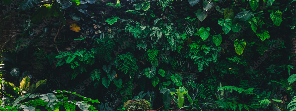 Wall mural tropical leaves texture,abstract nature leaf green texture background,picture can used wallpaper des