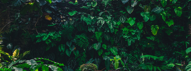 Tropische Blattbeschaffenheit, abstrakter Naturblattgrün-Beschaffenheitshintergrund, Bild kann verwendeter Tapetedesktop
