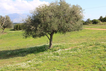 hermoso paisaje con árbol y flores silvestres 