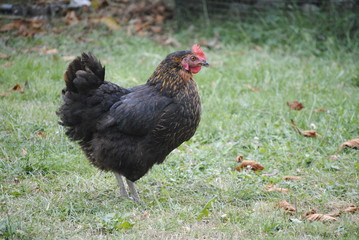 Poule
