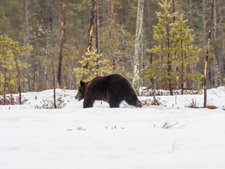 Female brown bear (Ursus arctos) in the snow. Finland. Near Russian border. Late Evening. 