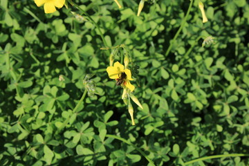 abeja y flor silvestre hermosa combinación para cualquier decoración 