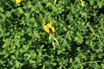 hermosa flor silvestre  con una  abeja   que hacen una combinación perfecta para cualquier tipo de decoración 