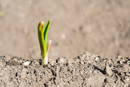 Cultivo de ajos creciendo en la huerta despu&eacute;s de la germinaci&oacute;n.