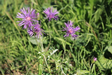  hermosa flor silvestre  para cualquier decoración 