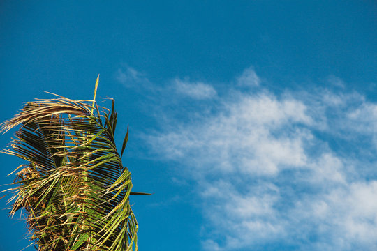 Green palm leaf against the blue sky with a white cloud.