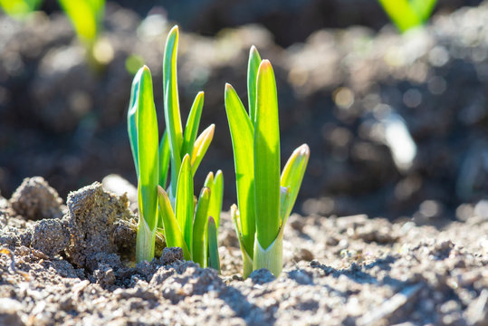 Cultivo de ajos creciendo en la huerta despu&eacute;s de la germinaci&oacute;n.