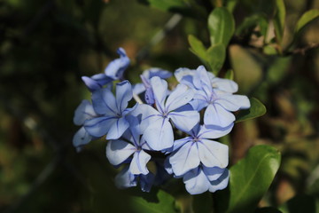  hermosa flor silvestre  para cualquier decoración 