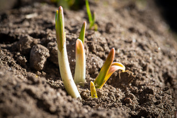 Cultivo de ajos creciendo en la huerta después de la germinación.