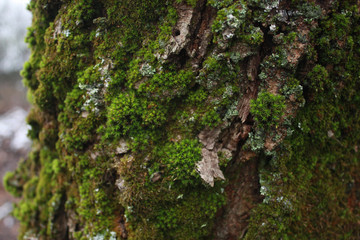 Tree trunk overgrown with green moss and lichen in the forest.