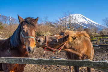 馬　富士山