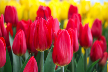 Obraz premium Zamknięte piękne tulipany żółty i czerwony kontrast kolorów w tle krajobrazu ogrodu