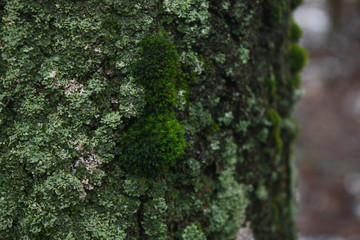 Tree trunk overgrown with green moss and lichen in the forest.