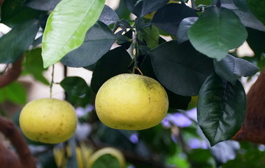Hybrid grapefruit citrus 'Oroblanco' on the tree