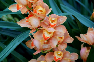 Beautiful peach color of Cymbidium hybrid orchids