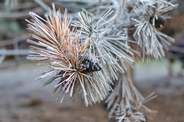 Morning hoarfrost on dry pine needles.