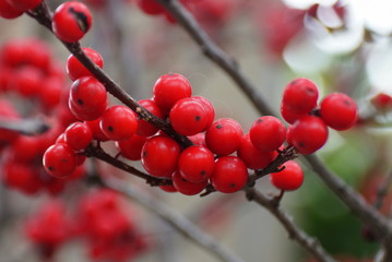 Fototapeta na wymiar Red Winterberry Holly 'Maryland Beauty'