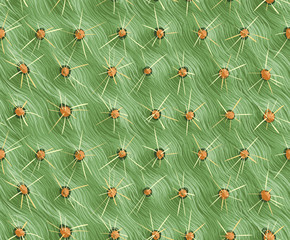 Seamless background, cactus with spikes. The texture of the cactus. Prickly pear.
