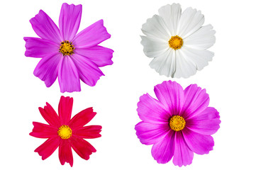 Colorful cosmos flowers set isolated on white background