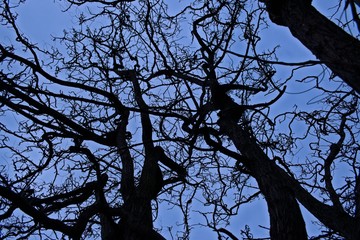 tree and blue sky