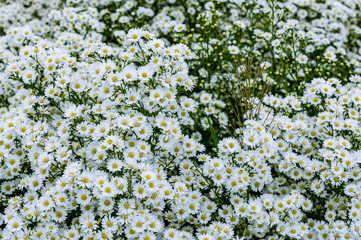 White daisy flower in garden blooming in spring season