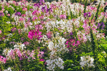 Obraz premium Spider flower(Cleome hassleriana) blooming in the garden, selective focus.