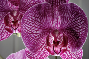 Nahaufnahme von zwei Blüten einer lila farbenen  Schmetterlingsorchidee