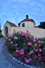 Kwitnące róże na tle budynku z czerwonym dachem i białego purku. © W Korczewski