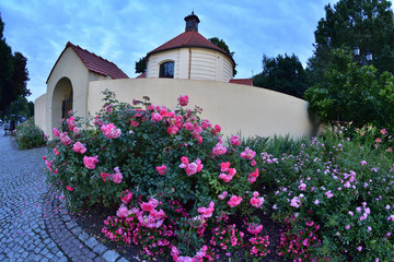 Kwitnące róże na tle budynku z czerwonym dachem i białego purku. © W Korczewski