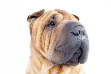 Portrait of a sharpei with a white background