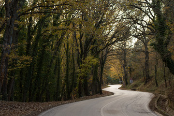 Obraz premium road into the forest in basilicata, italy