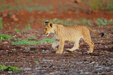 Lion cub walking in Zimanga Game Reserve in South Africa