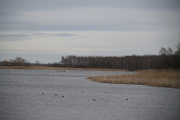 Forest swamp during springtime natural reserve	