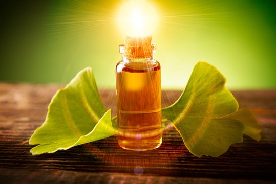 Gonkgo leaves and extract