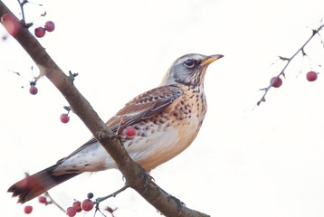 Wacholderdrossel im Baum