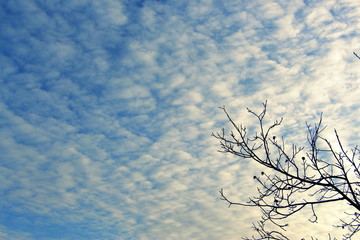 Sky. The clouds. Atmosphere. Space. World. Stars. White and blue.